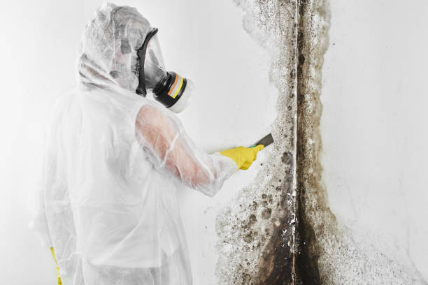 Best Mold Testing  in Haverhill, MA
