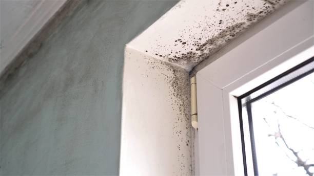Best Mold Remediation  in Haverhill, MA