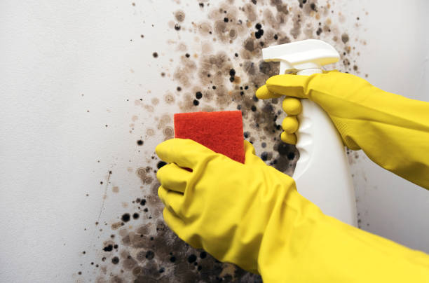 Trusted Haverhill, MA Mold Removal Experts