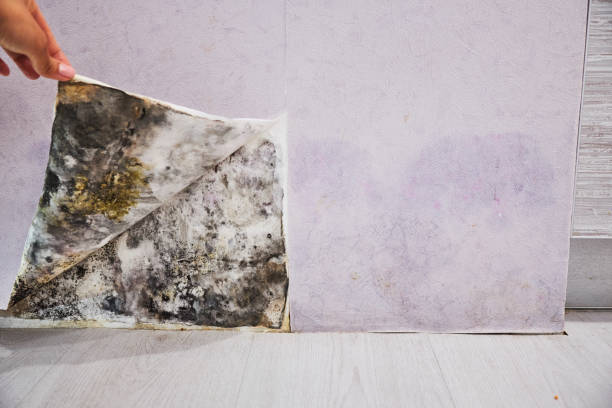 Best Certified Mold Removal  in Haverhill, MA